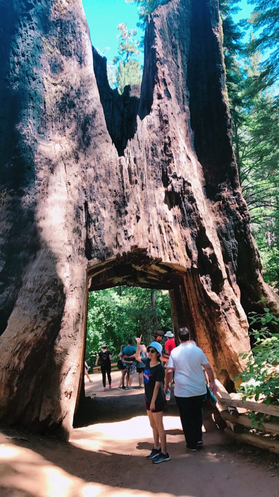 sequoia tree
yosemite
